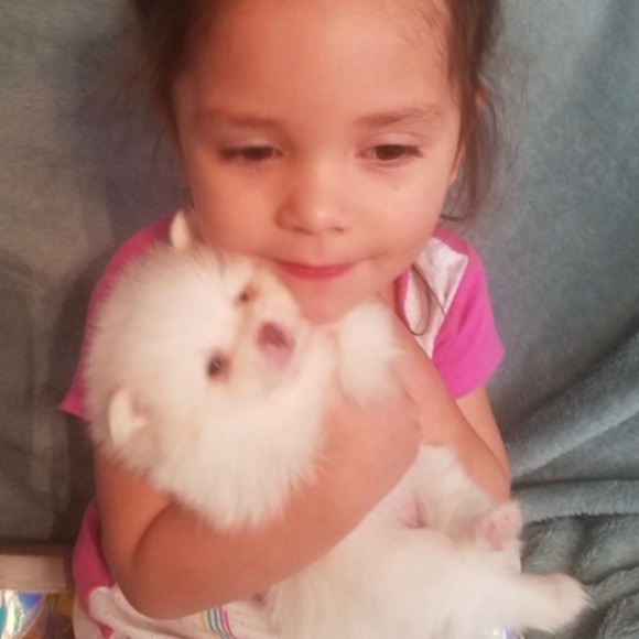 Bebe Dog Lot 🐶🥓💋 - Picture 4 of 4